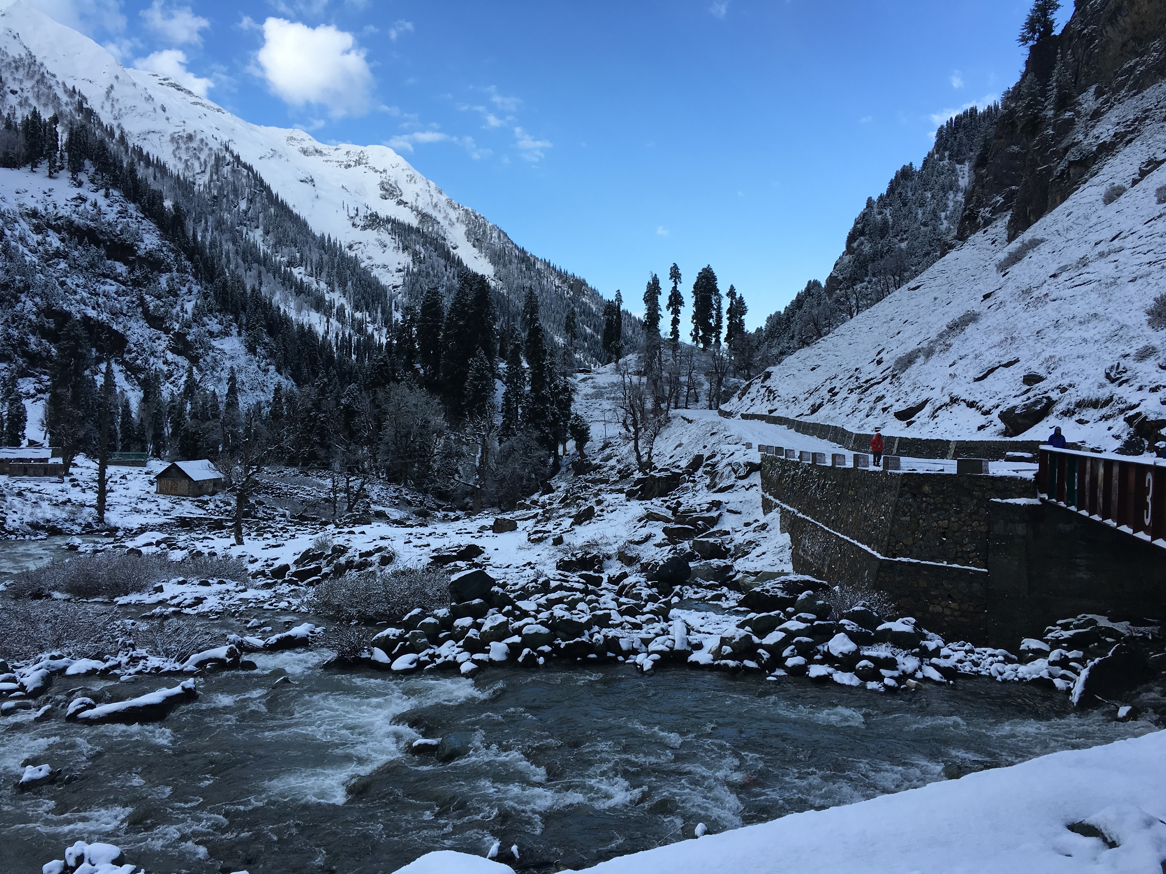 Kashmir Lovely Pines